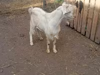Billy Goat, Saanen goat — photo 3