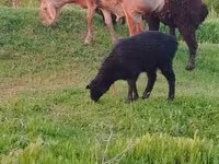 Ovce, Arashan sheep — foto 8