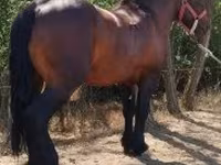 公马, Horses — 照片 4