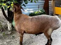 公羊, Sheep — 照片 1
