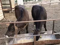 母牛, Brown Carpathian breed — 照片 1