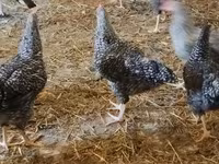 Slovinská proužkovaná slepice — foto 5