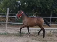 Кобила, Lipizzaner — фото 4