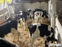 Býk, Russian Black pied cattle — foto 1