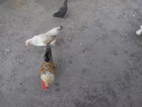 Chickens — Foto 1