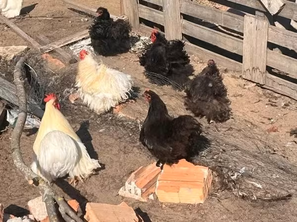 Pekin Bantam