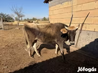 母牛, Jersey breed — 照片 1