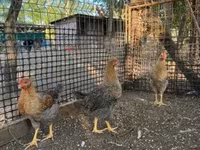 Chickens — फ़ोटो 1