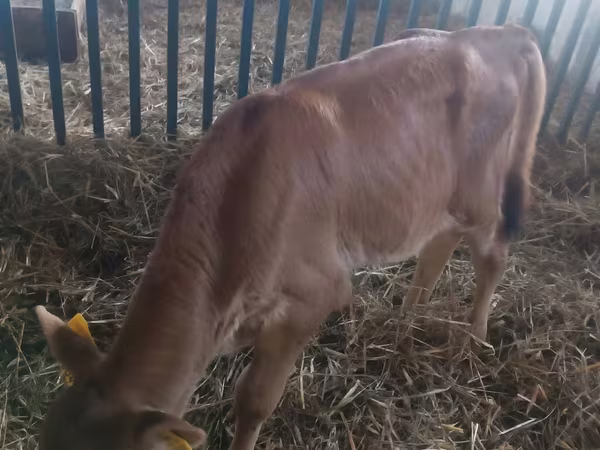 公牛, Cattle