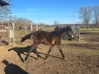 घोड़ा, Hungarian horse breed — फ़ोटो 3