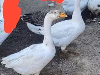 Geese — zdjęcie 3