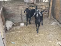 बकरा, बकरियाँ — फ़ोटो 2
