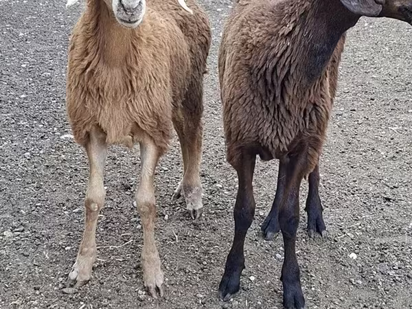 Ziegenbock, Ziegen