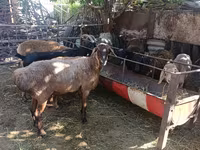 母羊, Rhon sheep — 照片 2