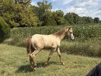Cheval, Kentucky mountain daddle horse — photo 3