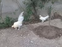 ياباني بانتام — الصورة 2
