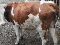 Krowa, Simmental cattle — zdjęcie 1