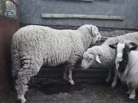 मेढ़ा, भेड़ — फ़ोटो 2