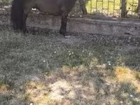 Kůň, Australian Pony — foto 1