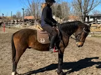 Horse (M), Hungarian horse breed — photo 4