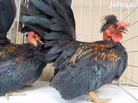 Chickens — foto 5