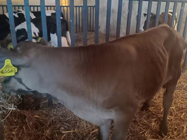 Toro, Simmental cattle