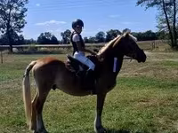 Caballo, Haflinger — foto 8
