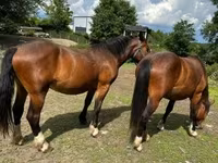 母马, Međimurje horse — 照片 4
