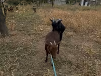 बकरा, Murcia-Granada goats — फ़ोटो 2
