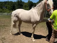 Horse (M), Kentucky mountain daddle horse — photo 1