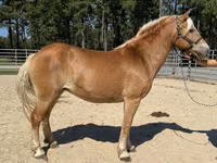 Yegua, Haflinger — foto 2