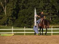 Cheval, Racking Horse — photo 7