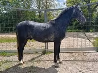 Horse (M), Lipizzaner — photo 3