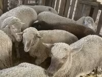 Sheep, Blackheaded Persian sheep — photo 7