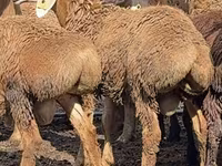 मेढ़ा, Arashan sheep — फ़ोटो 2