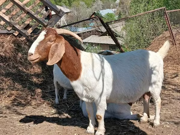 Billy Goat, Boer goat