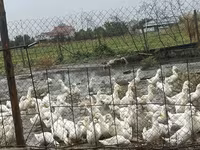 जर्मन पेकिन — फ़ोटो 1
