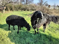 Ram, Tian-Shan semifinewool sheep — photo 4
