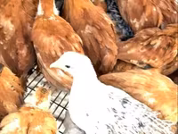 Chickens — Foto 3