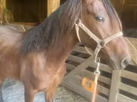 Cheval, Rocky Mountain Horse — photo 4