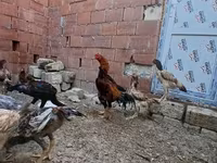 Chickens — Foto 2