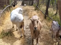 Boucs, LaMancha goats — photo 5