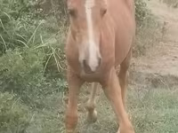 Horse (M), Azerbaijan horse — photo 1