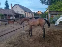 Kůň, Shagya — foto 3