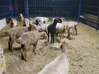 Schaf, Katum sheep — Foto 2
