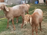 भेड़, Arashan sheep — फ़ोटो 7