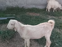 母羊, Sheep — 照片 4