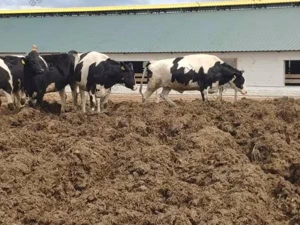 Vache, Russian Black pied cattle