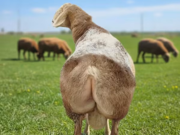 Bélier, Tian-Shan semifinewool sheep
