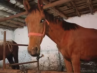 Horse (M), Manipuri pony — photo 2